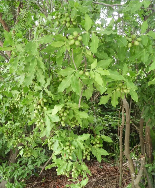 Spanish Lime Tree Live Plant - Tropical Fruit Tree - 10-16 Inch Tall - Ginepa Limoncillo Mamoncillo - Melicoccus Bijugatus Plant