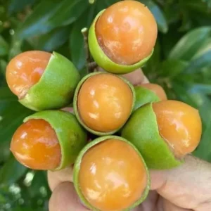 Spanish Lime Tree Live Plant - Tropical Fruit Tree - 10-16 Inch Tall - Ginepa Limoncillo Mamoncillo - Melicoccus Bijugatus Plant