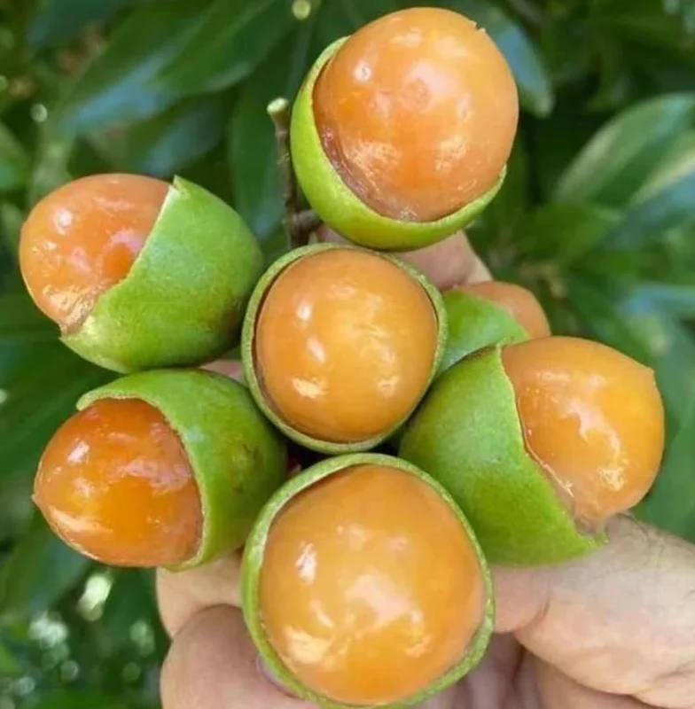 Spanish Lime Tree Live Plant - Tropical Fruit Tree - 10-16 Inch Tall - Ginepa Limoncillo Mamoncillo - Melicoccus Bijugatus Plant