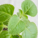 Spanish Thyme Herb Plant - 7" Live Plant Set of 2 - Easy to Grow