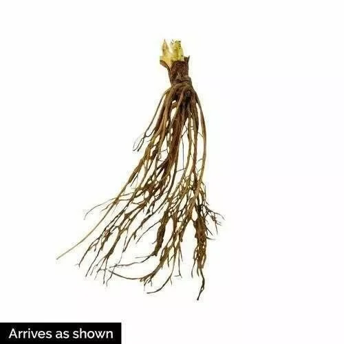 Sparkle Junebearing Strawberry Plants Lot of 25 Bareroot – High Yield, Disease-Resistant