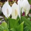 Spathiphyllum Peace Lily Plant - 10-12 Inch White Flowering Indoor/Outdoor Plant