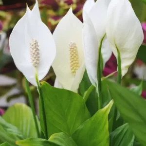 Spathiphyllum Peace Lily Plant - 10-12 Inch White Flowering Indoor/Outdoor Plant