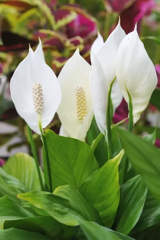 Spathiphyllum Peace Lily Plant - 10-12 Inch White Flowering Indoor/Outdoor Plant