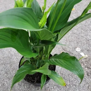 Spathiphyllum Peace Lily Plant - 10-12 Inch White Flowering Indoor/Outdoor Plant
