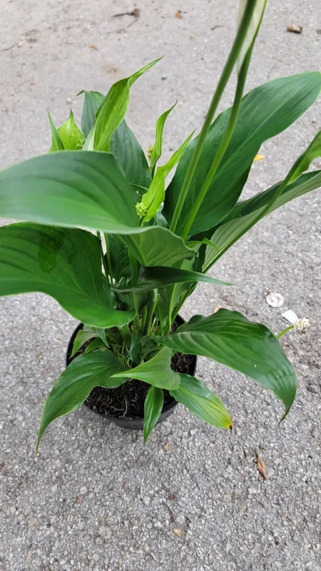Spathiphyllum Peace Lily Plant - 10-12 Inch White Flowering Indoor/Outdoor Plant
