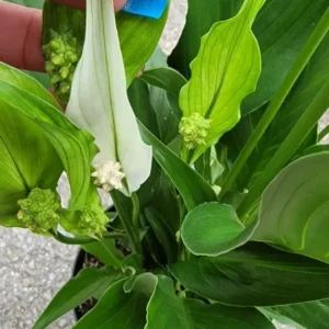 Spathiphyllum Peace Lily Plant - 10-12 Inch White Flowering Indoor/Outdoor Plant