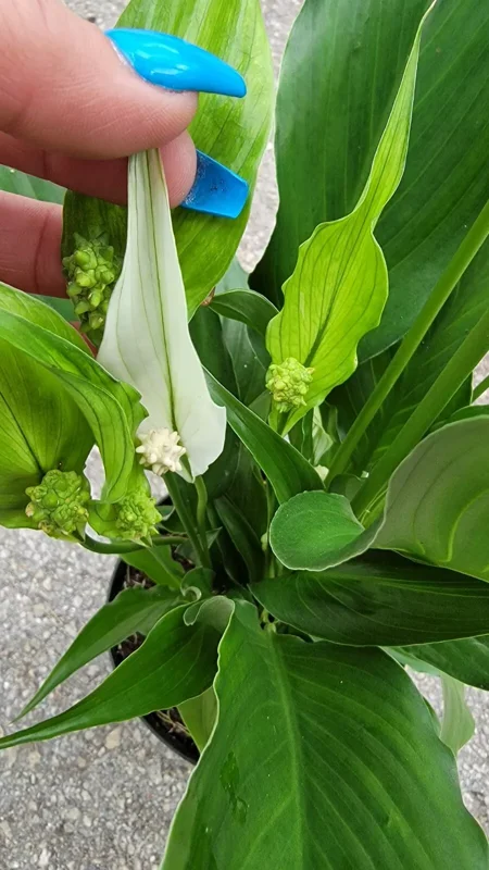 Spathiphyllum Peace Lily Plant - 10-12 Inch White Flowering Indoor/Outdoor Plant