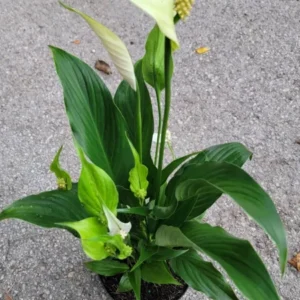 Spathiphyllum Peace Lily Plant - 10-12 Inch White Flowering Indoor/Outdoor Plant