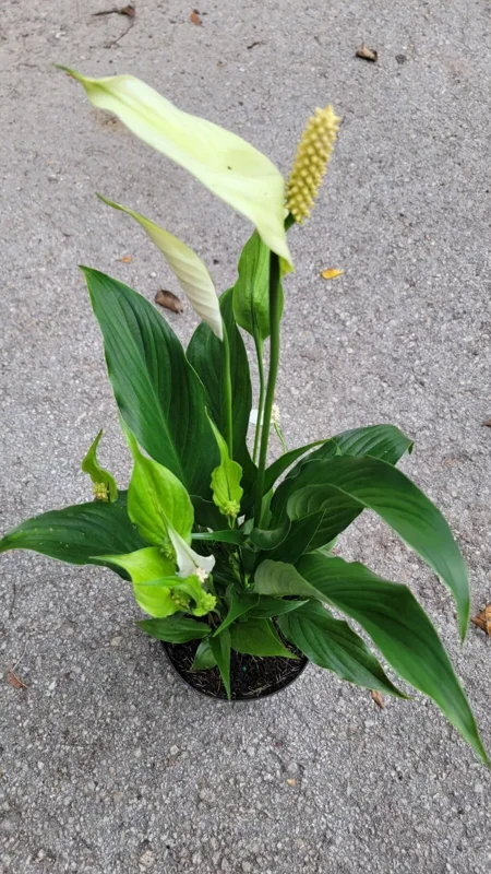 Spathiphyllum Peace Lily Plant - 10-12 Inch White Flowering Indoor/Outdoor Plant