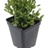 Spice Cactus Plant – Rhipsalis salicornioides – 2.5" Pot Succulent for Indoor Decor