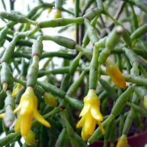 Spice Cactus Plant – Rhipsalis salicornioides – 2.5