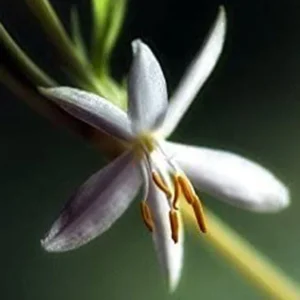 Spider Plant - 10" Height - 4" Pot - Pet-Friendly Houseplant