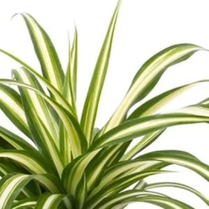 Spider Plant - 10" Height - 4" Pot - Pet-Friendly Houseplant