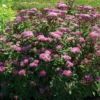 Spiraea Bumalda 'Ice Dragon' - Starter Plant - 7-10 Inch - Hardy Shrub