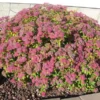 Spiraea 'Magic Carpet' Starter Plant - 6-8 Inch - Pink Flowers