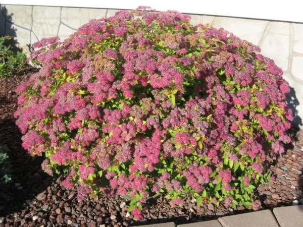 Spiraea 'Magic Carpet' Starter Plant - 6-8 Inch - Pink Flowers