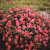 Spiraea 'Neon Flash' - Starter Plant - 7-9 Inch - Bright Red Flowers