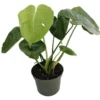 Split Leaf Philodendron Monstera 4" Pot – Edible Fruit Houseplant