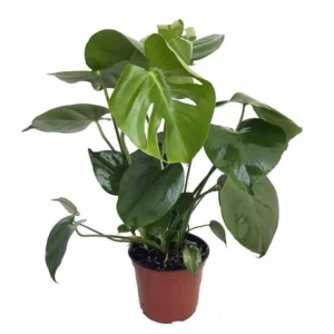 Split Leaf Philodendron Monstera 4