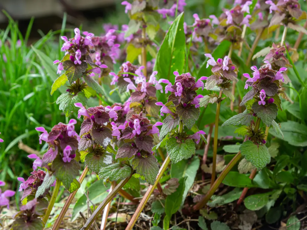 Spotted Deadnettle (Lamium maculatum)