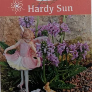 Stachys Minima Dwarf Betony Plant - 2.5