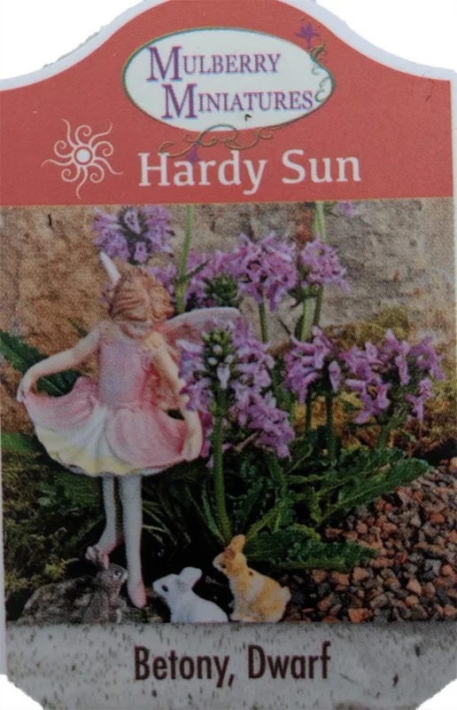 Stachys Minima Dwarf Betony Plant - 2.5" Pot - Pink-Purple Flowers