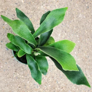 Stag Horn Fern Plant - 2 Inch Potted Indoor Fern