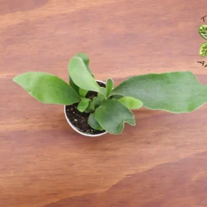 Stag Horn Fern Plant - 2 Inch Potted Indoor Fern