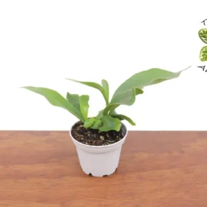 Stag Horn Fern Plant - 2 Inch Potted Indoor Fern