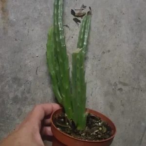 Stapelia Leendertziae - Maroon Cup Starfish Plant - 4" Pot - Flowering Succulent