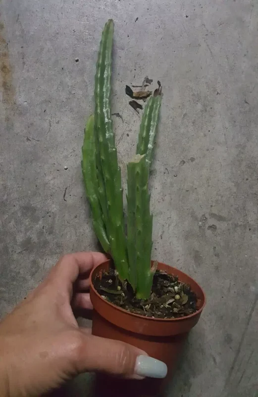 Stapelia Leendertziae - Maroon Cup Starfish Plant - 4" Pot - Flowering Succulent