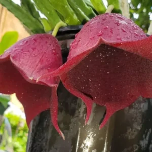 Stapelia Leendertziae - Maroon Cup Starfish Plant - 4