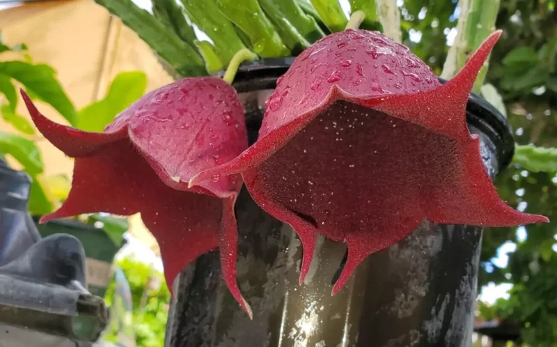 Stapelia Leendertziae - Maroon Cup Starfish Plant - 4" Pot - Flowering Succulent