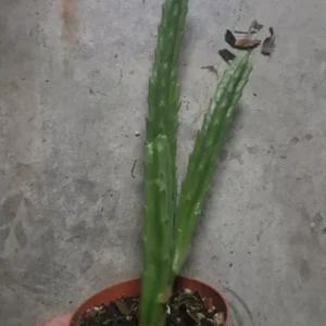 Stapelia Leendertziae - Maroon Cup Starfish Plant - 4