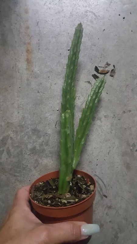 Stapelia Leendertziae - Maroon Cup Starfish Plant - 4" Pot - Flowering Succulent