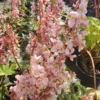 Star Begonia Live Plant - Rhizomatous, 4" Pot, Pink Flowers