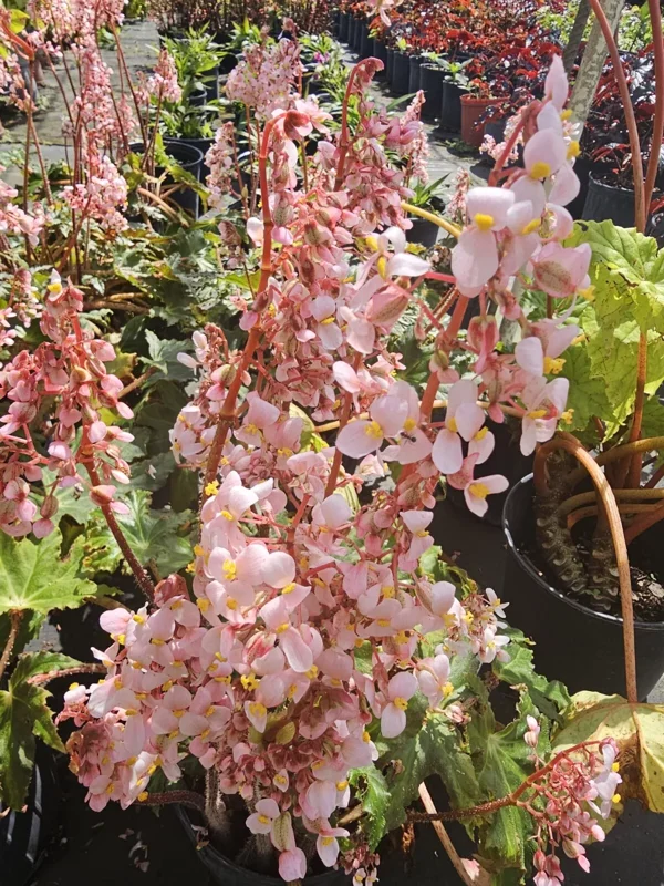 Star Begonia Live Plant - Rhizomatous, 4" Pot, Pink Flowers