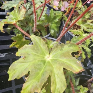 Star Begonia Live Plant - Rhizomatous, 4