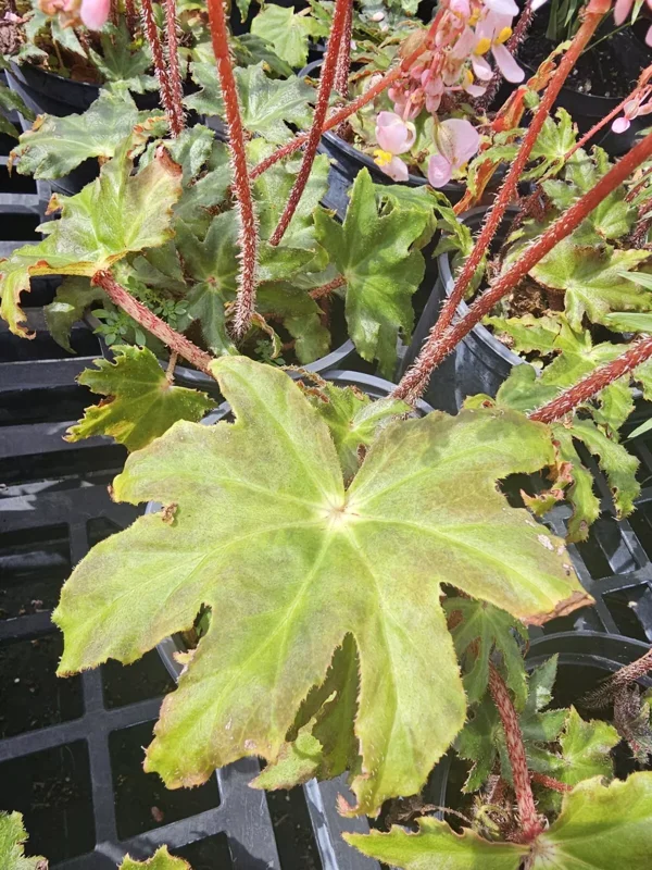 Star Begonia Live Plant - Rhizomatous, 4" Pot, Pink Flowers