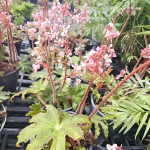 Star Begonia Live Plant - Rhizomatous, 4