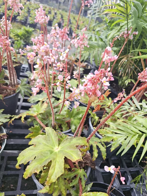 Star Begonia Live Plant - Rhizomatous, 4" Pot, Pink Flowers