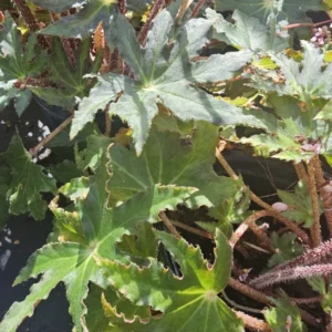 Star Begonia Live Plant - Rhizomatous, 4