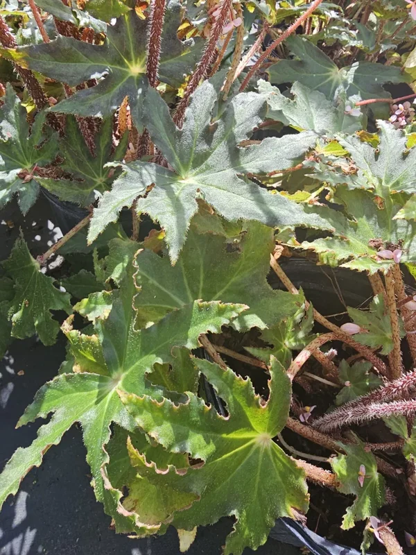 Star Begonia Live Plant - Rhizomatous, 4" Pot, Pink Flowers