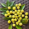 Star Gooseberry Tree Yellow Gooseberry Plant Phyllanthus Acidus Plant, Well Rooted, 1ft Tall, Half Gallon Pot
