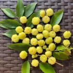 Star Gooseberry Tree Yellow Gooseberry Plant Phyllanthus Acidus Plant, Well Rooted, 1ft Tall, Half Gallon Pot