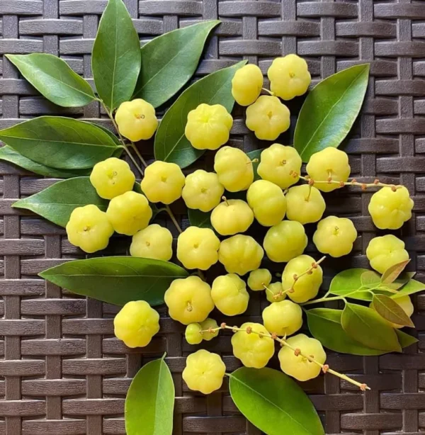 Star Gooseberry Tree Yellow Gooseberry Plant Phyllanthus Acidus Plant, Well Rooted, 1ft Tall, Half Gallon Pot