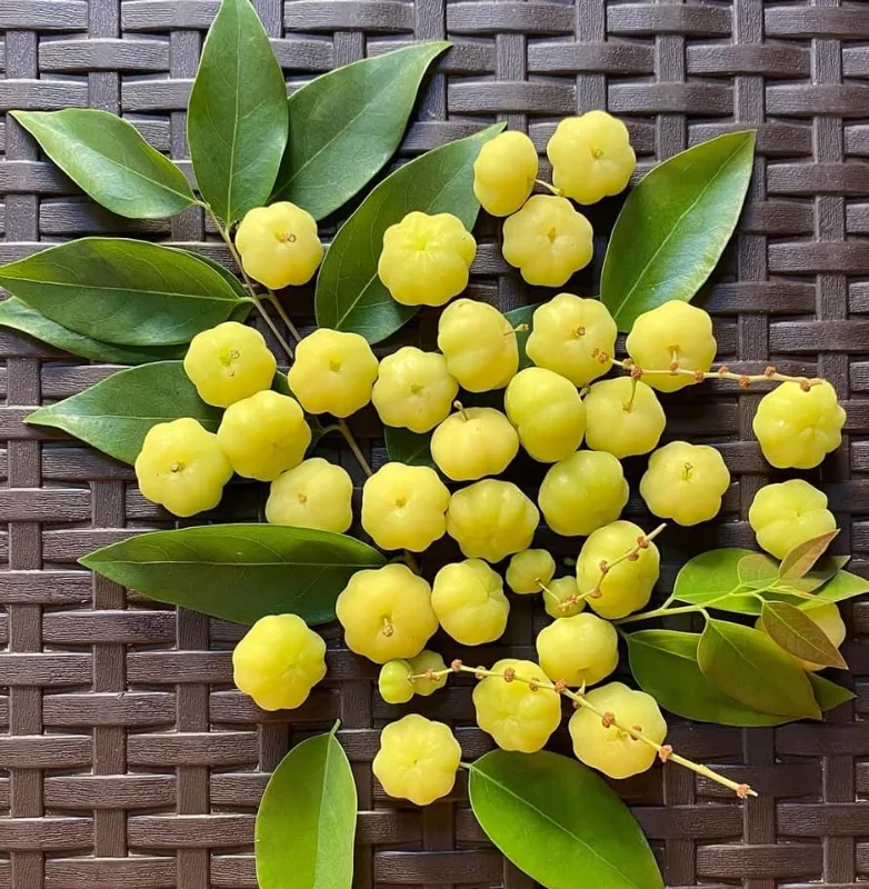 Star Gooseberry Tree Yellow Gooseberry Plant Phyllanthus Acidus Plant, Well Rooted, 1ft Tall, Half Gallon Pot