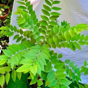 Star Gooseberry Tree Yellow Gooseberry Plant Phyllanthus Acidus Plant, Well Rooted, 1ft Tall, Half Gallon Pot