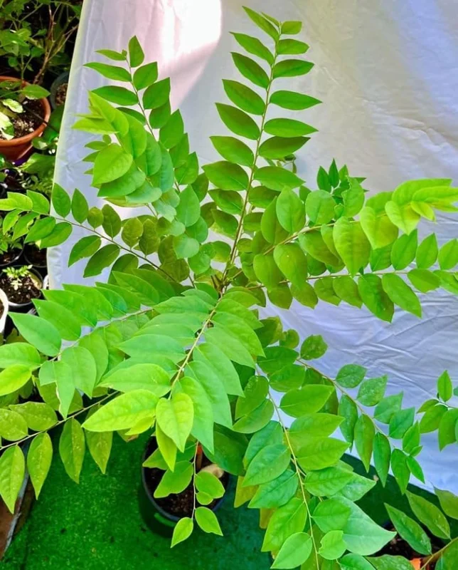 Star Gooseberry Tree Yellow Gooseberry Plant Phyllanthus Acidus Plant, Well Rooted, 1ft Tall, Half Gallon Pot
